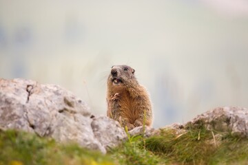 Alpine marmot (Marmota marmota) on the rock