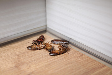 Cockroaches on wooden floor in corner, closeup. Pest control