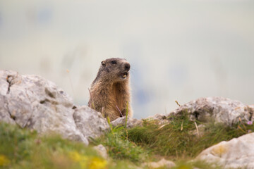 Naklejka na ściany i meble Alpine marmot (Marmota marmota) on the rock