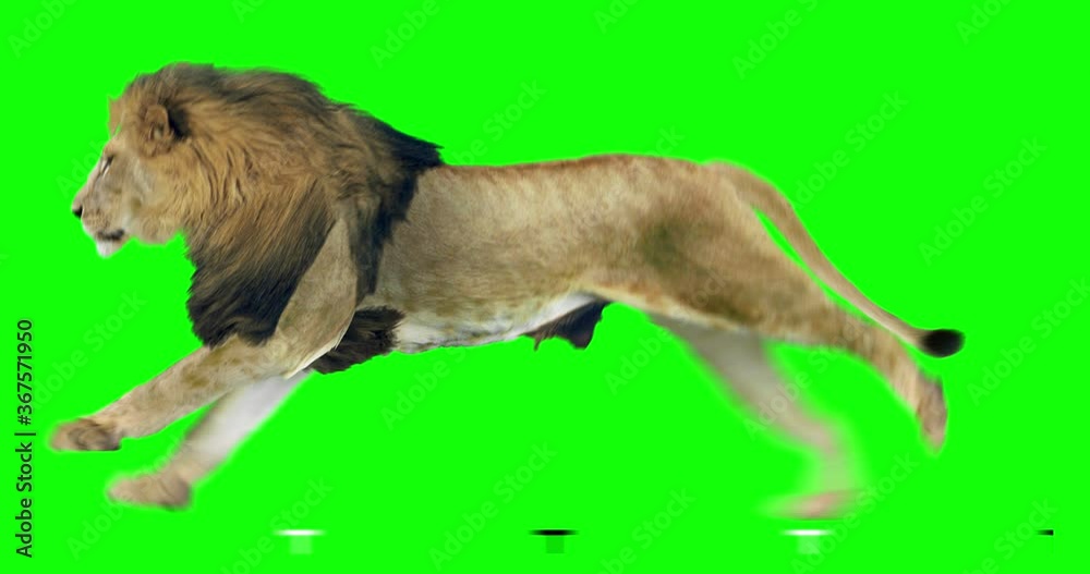 Wall mural lion running on green screen for easy chroma keying. an isolated animal video allows to add backgrou