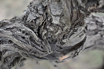 The dry old olive tree in Tuscany Italy