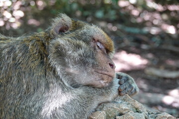 Fototapeta premium singe dort dans la foret