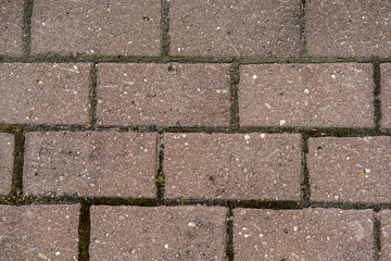 The background is made of old reddish paving stones, lying horizontally, with small grass and green moss growing in the seams.