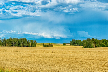Obraz premium A field of ripe wheat against a blue sky. Harvest. Wheat on the background of the sky with clouds, a field of ripe wheat ears of Golden color.