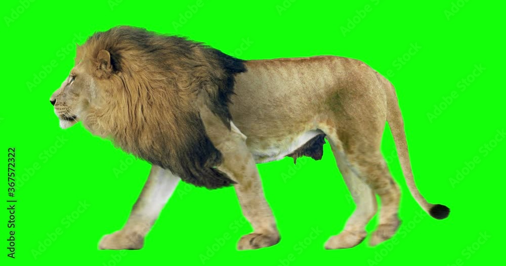 Wall mural lion running on green screen for easy chroma keying. an isolated animal video allows to add backgrou