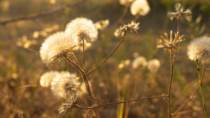 inflorescences of dry meadow flowers in the golden hour / before sunset in summer