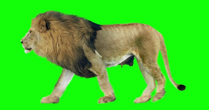 Lion running on green screen for easy chroma keying. An isolated animal video allows to add background in post-production. Element for visual effects.