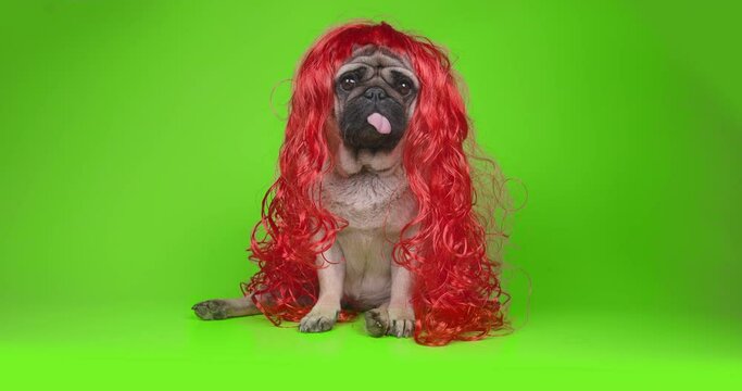 Cute, beauty pug dog in red wig. Long hair like girl princess. Looking at the camera, tilting head in surprise. Green screen, chroma key. Green background. Funny concept