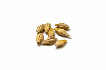 Barley malt on a white background. Several grains of cereals isolated close up. Seeds of barley, wheat, oats, rye, triticale macro shooting. Natural dry grain in the center of the image