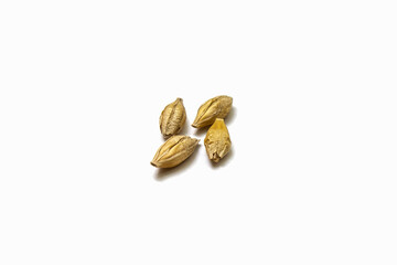 Barley malt on a white background. Four grains of cereals isolated close up. Seeds of barley, wheat, oats, rye, triticale macro shooting. Natural dry grain in the center of the image