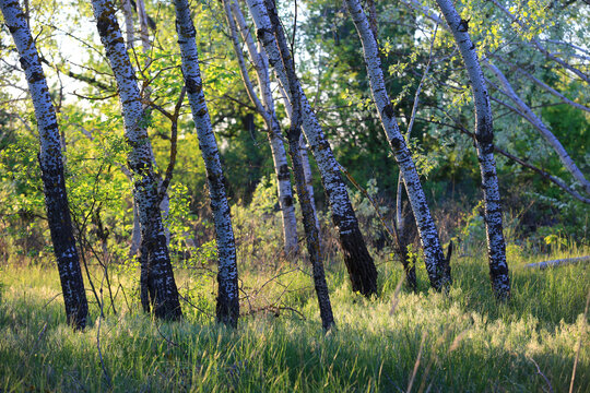 espen forest in spring time