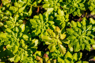 Succulent plant green leaves background