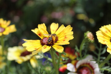 Biene auf einer Blume