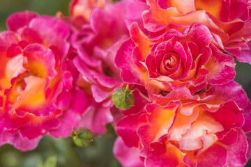 Beautiful magenta roses flower bouquet 