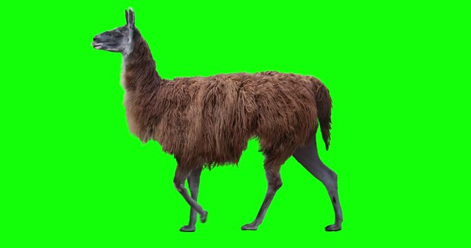 Red llama walking. Isolated and cyclic animation. Green Screen.