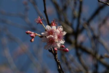 Flor de cerejeira em bosque  no outono inverno