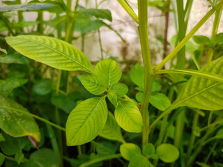 Young Plant Leaves Growing Out of The Stem 
