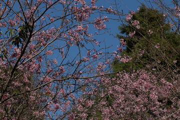 Flor de cerejeira em bosque  no outono inverno
