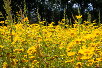 A field full of pricklyleaf bright yellow flowers in the Netherlands, province of Overijssel