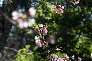 Flor de cerejeira em bosque  no outono inverno