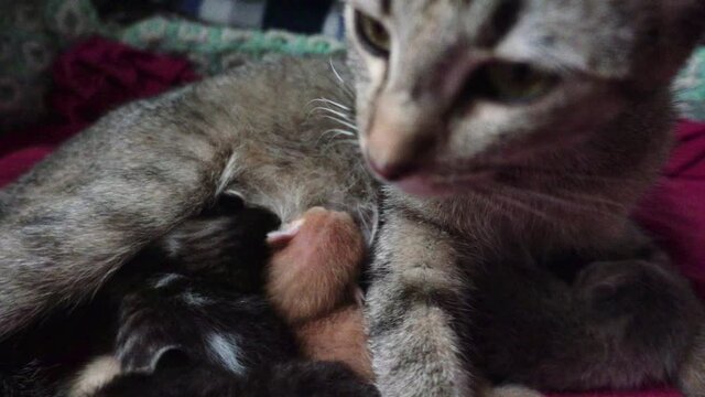 Kitten knead with their little paws while suckling mother's breasts. Slow motion