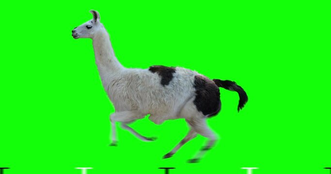 White llama running. Isolated and cyclic animation. Green Screen.