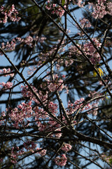 Flor de cerejeira em bosque  no outono inverno