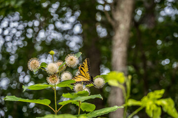 Swallowtail butterfly on a buttonbush plant