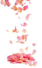 pink rose petals isolated