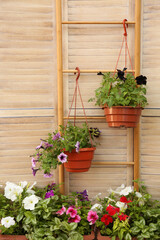 Fototapeta na wymiar Beautiful petunia flowers in pots on wooden background