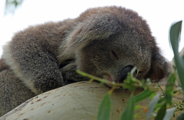 Sweet dreams - Koala - Kennett River, Victoria, Australia