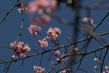 Flor de cerejeira em bosque  no outono inverno