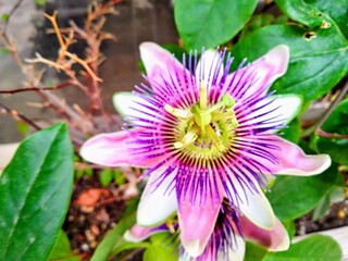 pink and yellow flower