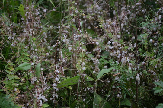 Flowers of a greater dodder, Cuscuta europaea, a parasitic plant from Europe.