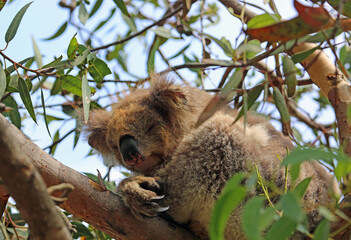 Sleeping among eucalyptus leaves - Koala - Kennett River, Victoria, Australia