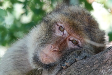 Fototapeta premium singe tete sur un arbre regard en gros plan