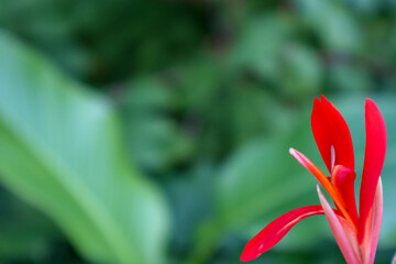 Fototapeta premium Beautiful Canna Indica Red flower. This plant also known as Canna paniculata. 