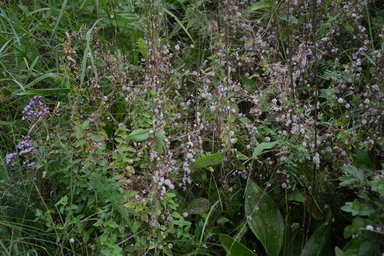 Flowers of a greater dodder, Cuscuta europaea, a parasitic plant from Europe.