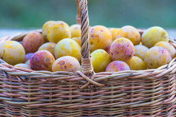 Ripe plums in old wicker basket close up