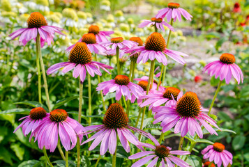 Pink echinacea flowers in the garden
