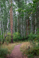 Forest road between trees. A path for walking in the fresh air.