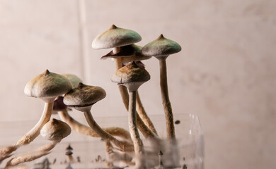 professional growing of psilocybin mushrooms in America. Scientific studies of the effects of psilocybin on the human brain