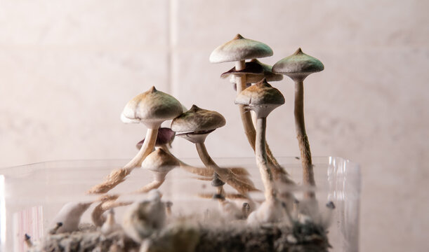 growing magic mushrooms at home, legalizing psilocybin mushrooms in the world