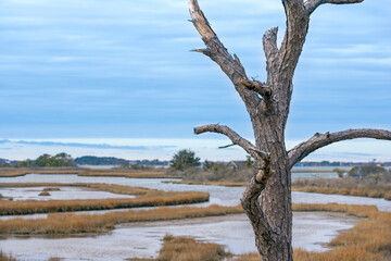 dead tree on the shore