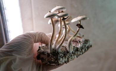 professional growing of psilocybin mushrooms in America. Scientific studies of the effects of psilocybin on the human brain