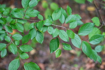 Branch with green leaves. Natural background.