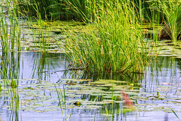 Reeds and lilies.