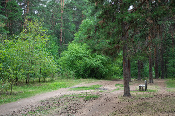 Forest road between trees. A path for walking in the fresh air.