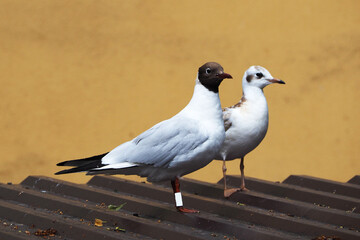 two white-grey young Gulls stand on the roof of the building against the beige wall