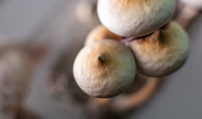 Scientific research on the effects of psilocybin mushrooms on the human body and mind